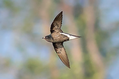 Brown-backed Needletail