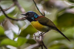 Green-tailed Sunbird