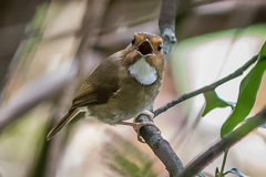 Rufous-browed Flycatcher