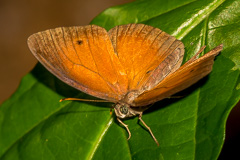 Red Bushbrown