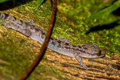 Ranong Bent-toed Gecko
