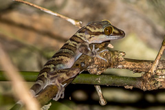 Tiger Cave Gecko