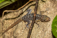 Yellow-headed Rock Gecko