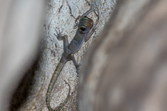 Sumontha's Cave Gecko