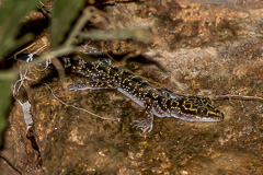 Doi Suthep Bent-toed Gecko