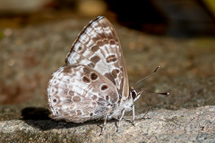 White-banded Pierrot
