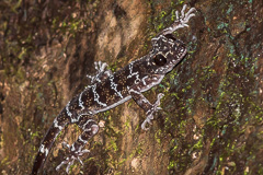 Peters's Bent-toed Gecko