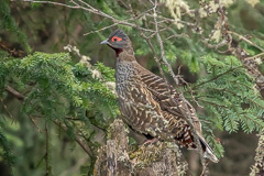 Chestnut-throated Monal-Partridge