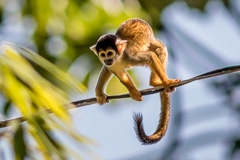 Black-capped Squirrel Monkey