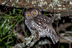 Koepcke's Screech Owl