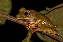 Map Tree Frog