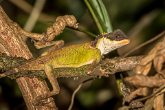 Scale-bellied Tree Lizard