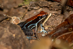 Ruby Poison Frog