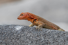 Espanola Lava Lizard