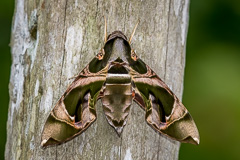 Jade Hawk Moth