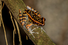 Western Sunda Spotted Stream Frog
