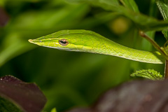 Indochinese Long-nosed Whip Snake