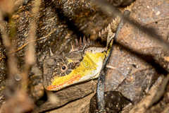 Scale-bellied Tree Lizard