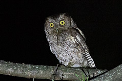 Peruvian Screech Owl