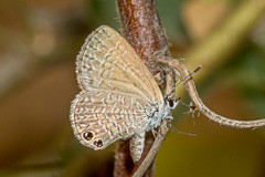 Two-spot Lineblue