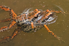 Stejneger's Paddy Frog