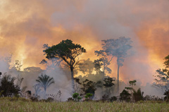 Burning Amazonia