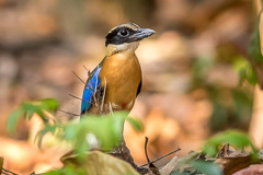 Blue-winged Pitta