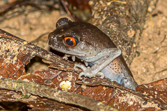 Spotted Litter Frog