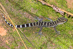 Doi Suthep Bent-toed Gecko