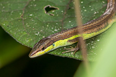 Long-tailed Lizard