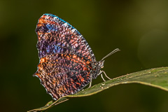 Marbled Palmfly