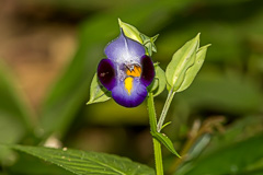 Wishbone Flower