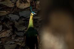 Green Peafowl