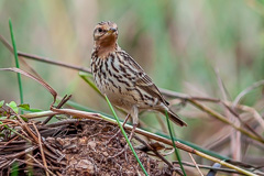 Red-throated Pipit