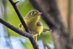 White-spectacled Warbler