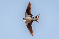 Wire-tailed Swallow