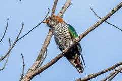 Asian Emerald Cuckoo