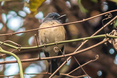 Hainan Blue Flycatcher