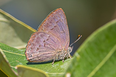 Silver-marked Bluejohn