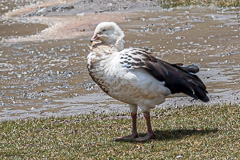 Andean Goose