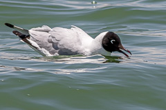 Andean Gull