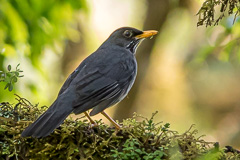 Andean Slaty Thrush