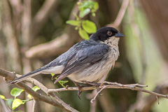 Black-capped Warbling Finch