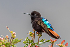 Black-hooded Sunbeam