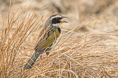 Black-masked Finch