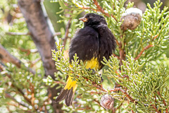 Black Siskin