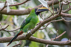 Black-throated Toucanet