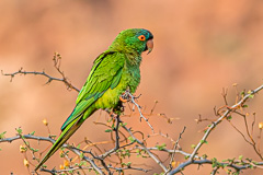 Blue-crowned Parakeet