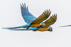 Blue-throated Macaw