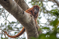 Bolivian Red Howler Monkey